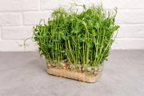 Young vegetable pea sprouts, micro greens. Eating right Foto stock