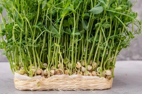 Young vegetable pea sprouts, micro greens. Organic, vegan healthy food Foto stock