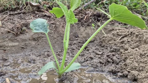 Young Vegetable Plant Seedling Sprout Growing in Moist Watered Soil Video Stock Footage 344840286