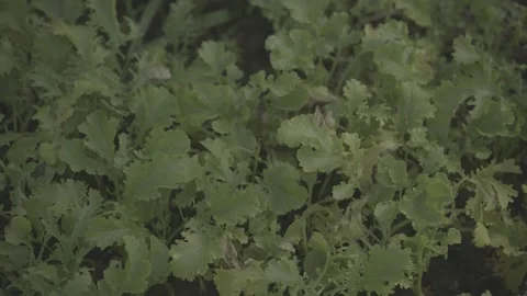 Young Vegetable Plants Growing in Soil on Organic Farm LOG Footage Stock Footage 344696044