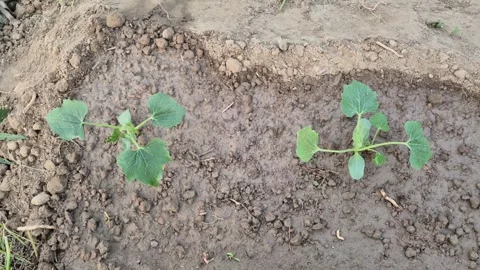 Young Vegetable Seedlings Growing in Moist Watered Soil Bed Side View Video Stock Footage 344840452
