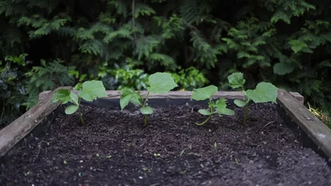 Young vegetable seedlings growing in a raised garden bed Stock Footage 336488520