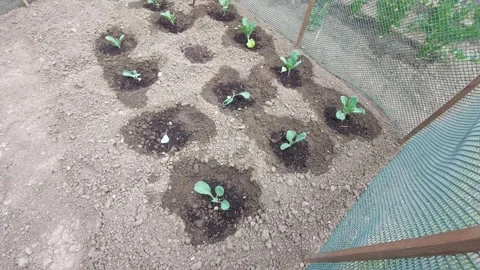 Young vegetable seedlings growing in wet soil inside a fenced garden patch Stock Footage 337054083