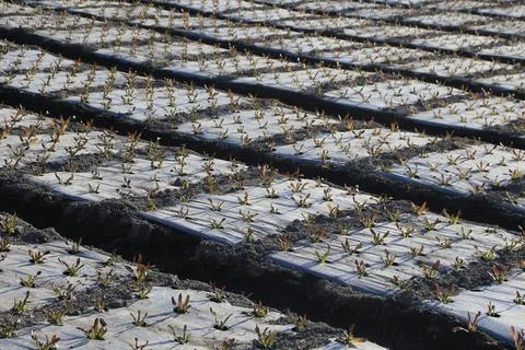 Young vegetable seedlings planted in plastic-mulched rows 스톡 사진