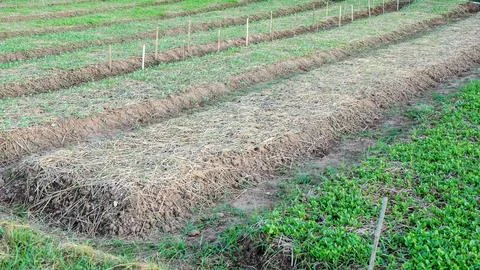 Young vegetable in a vegetable garden. Stock Photos