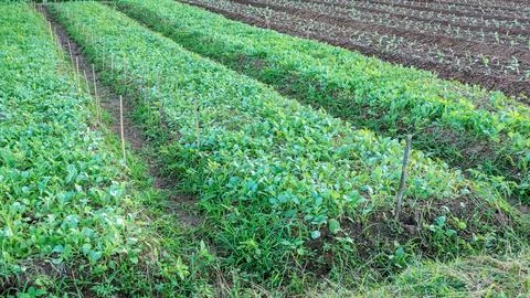 Young vegetable in a vegetable garden. Stock Photos