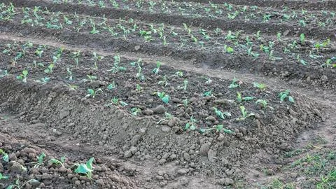 Young vegetable in a vegetable garden. Stock Photos