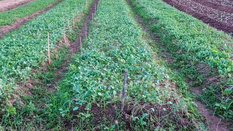Young vegetable in a vegetable garden. Stock Photos