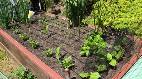 Young Vegetables Growing in Organized Raised Bed Stock Footage 313961305