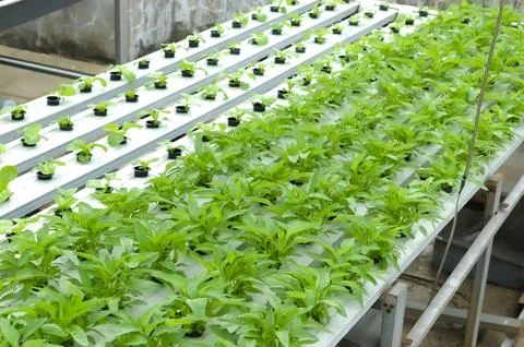 Young vegetables in hydroponic planting modules using the NFT (Nutrient Fil.. 스톡 사진