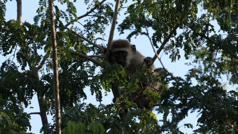 Young Vervet Monkey in the tree Stock Footage 125187382