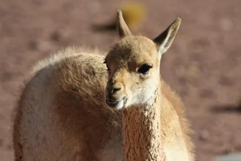 Young vicuna Stock Photos