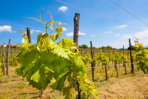 Young vine at the beginning Stock Photos