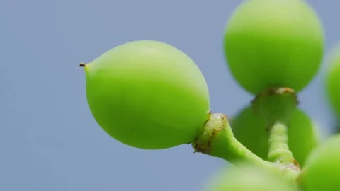 Young vine grapes closeup Video stock 138158704