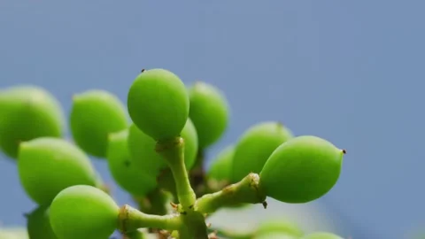 Young vine grapes Stock Footage 138158749