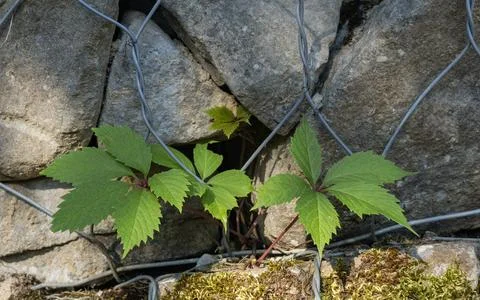 Young vine growing through wire mesh and stone retaining wall Foto stock