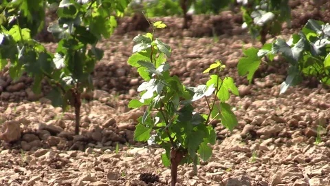 Young vine growing under the Sun Stock Footage 83445332