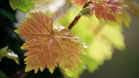 Young vine leaf and grape sprout with raindrop in spring Stock Footage 154031988