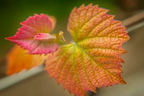 Young vine leaf closeup Stock Photos