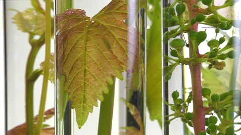 Young vine shoots in test tubes turning Video stock 64328932