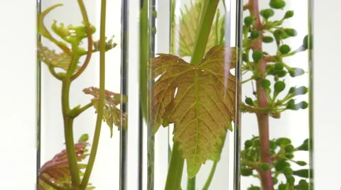 Young vine shoots in test tubes turning Stock Footage 64328938