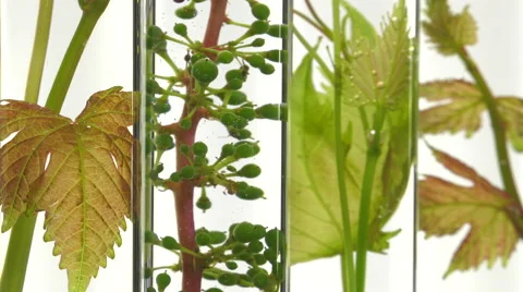 Young vine shoots in test tubes turning Video stock 64328942