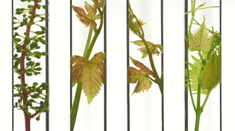 Young vine shoots in test tubes Video stock 64329021