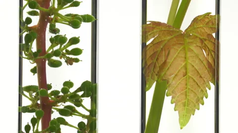 Young vine shoots in test tubes Video stock 64329054