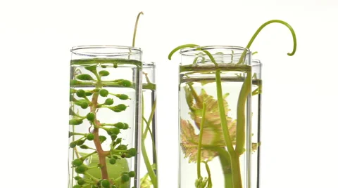 Young vine shoots in test tubes turning Stock Footage 64329100