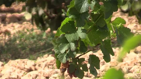Young vine under the sun Stock Footage 83385072