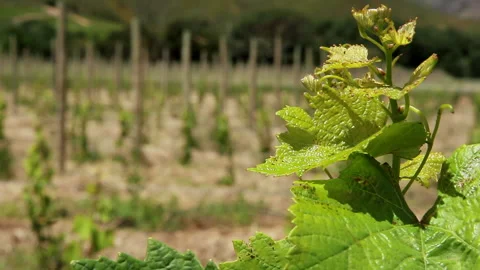 Young Vine with the vineyard out of focus in the background. Stock-Footage 136220537