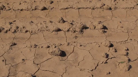 Young vines in dry soil 스톡 동영상 118649823