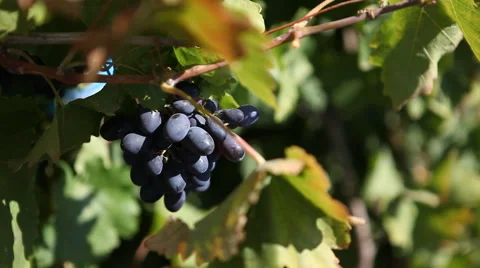 The young vines Stock Footage 40493698