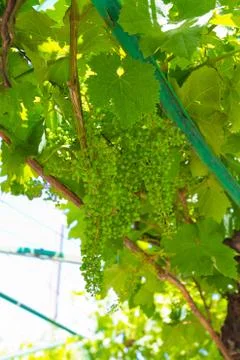 Young vines Stock Photos