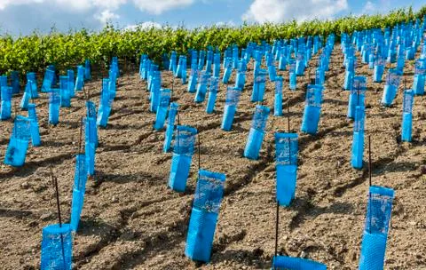 Young Vineyard Champagne Stock Photos