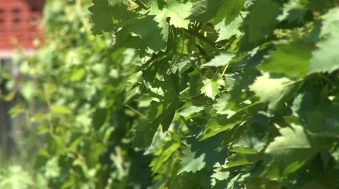 Young vineyard - change of focus Stock Footage 50582899