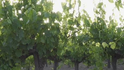 Young Vineyard Day Stock Footage 113676899