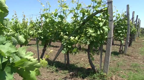 Young vineyard Stock-Footage 50582577