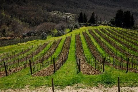 Young vineyard on hills in spring, rows of young grape plants. Stock Photos