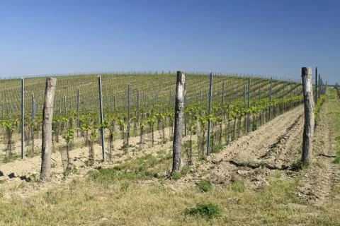 Young Vineyard Stock Photos