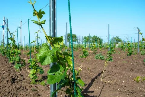 Young vineyard Stock Photos