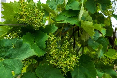 Young vineyard Stock Photos