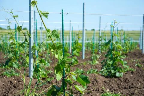Young vineyard Stock Photos