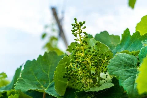 Young vineyard Foto stock