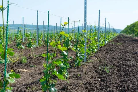 Young vineyard Stock Photos