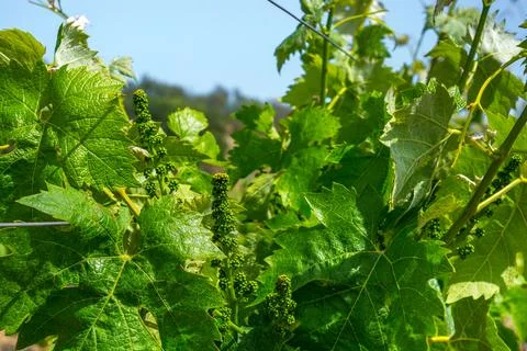 Young vineyard Stock Photos