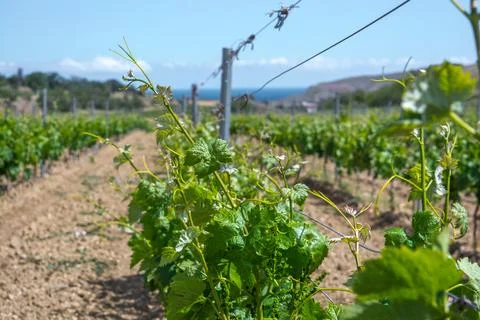Young vineyard Stock Photos