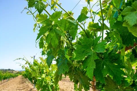 Young vineyard Stock Photos