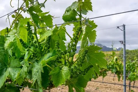 Young vineyard Stock Photos