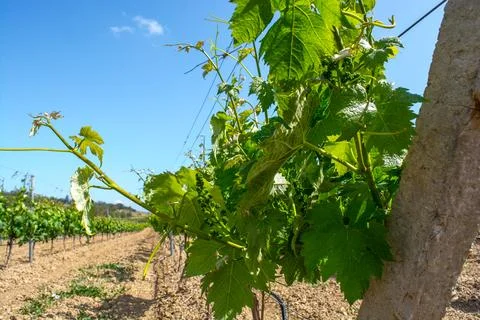 Young vineyard Stock Photos